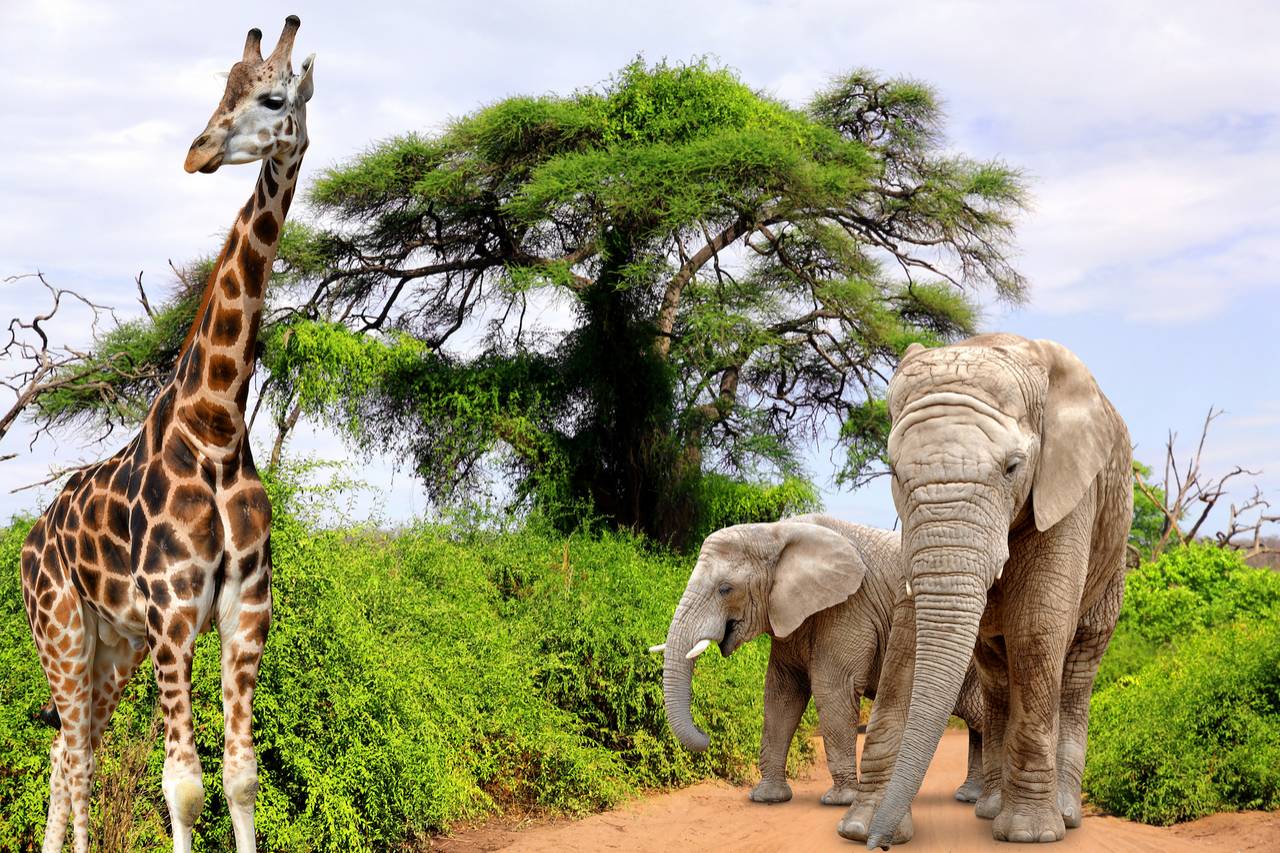 Elefantenmutter mit Elefantenkind und Giraffe