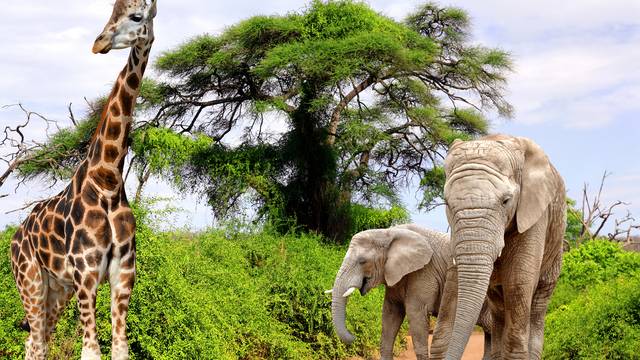 Krüger-Park (Südafrika) s_krueger_park-3 Afrikaans - Gedanken zu Afrikaans – Spracheninstitut Universität Leipzig